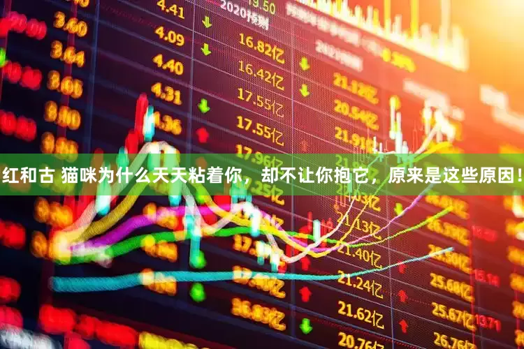 红和古 猫咪为什么天天粘着你，却不让你抱它，原来是这些原因！