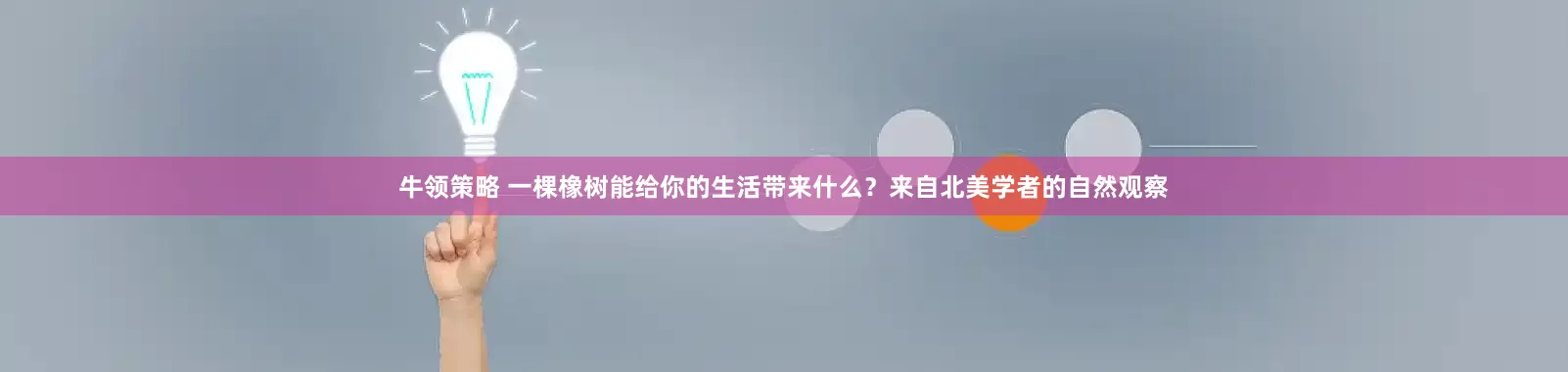 牛领策略 一棵橡树能给你的生活带来什么？来自北美学者的自然观察